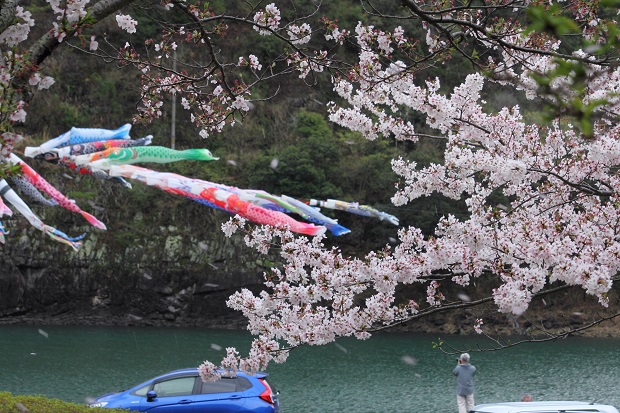 宮川内ダム　桜と鯉のぼり