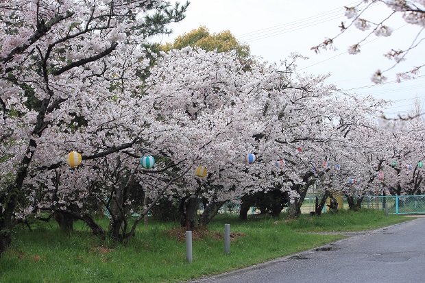 誉田公園　桜