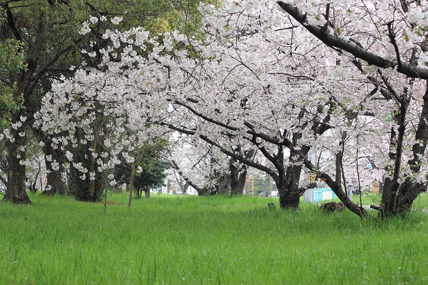 誉田公園　桜