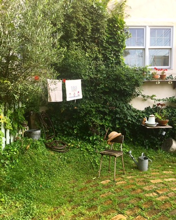 八月の庭　モッコウバラとオリーブと壁面　Aug. 2016
