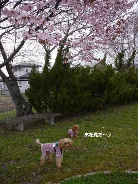 ミニ公園の桜お花見できそう２１日