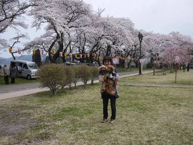 桂城公園の桜２