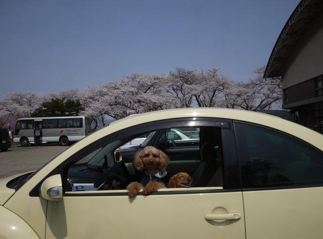 車と桂城公園の桜