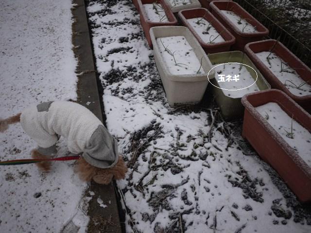プランターの玉ネギは雪をかぶって