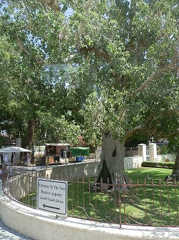 1596d3Palestineザーカイの木a