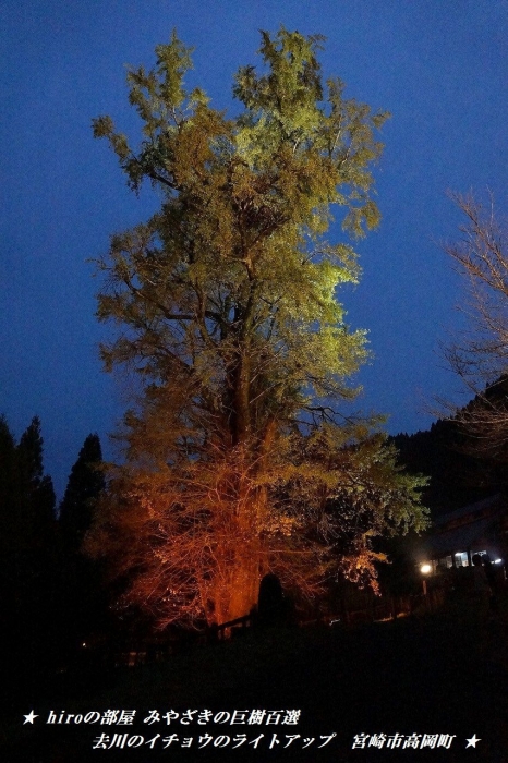 hiroの部屋　みやざきの巨樹百選　去川のイチョウのライトアップ　宮崎市高岡町