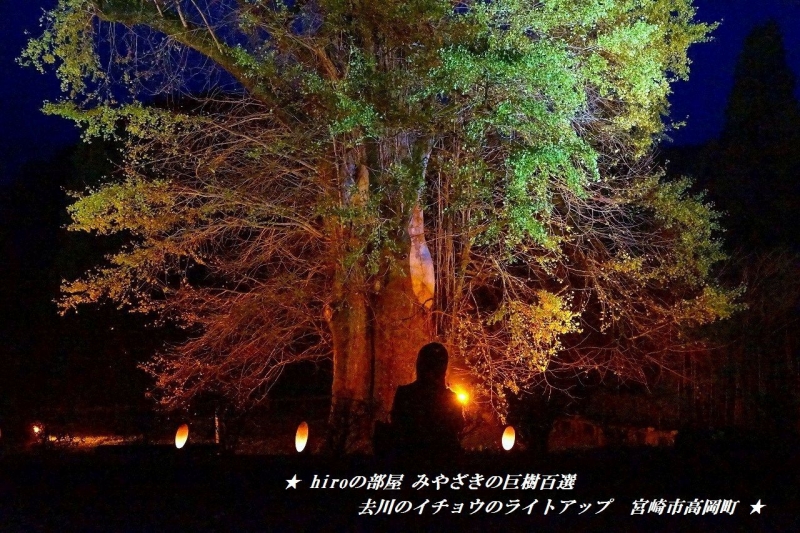 hiroの部屋　みやざきの巨樹百選　去川のイチョウのライトアップ　宮崎市高岡町