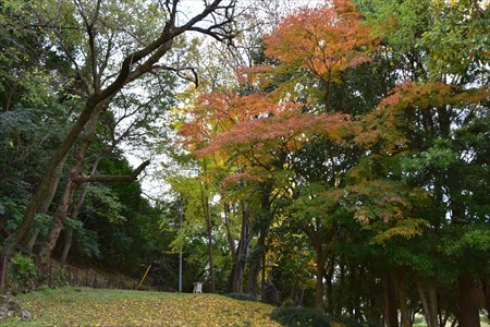 徳島中央公園紅葉５