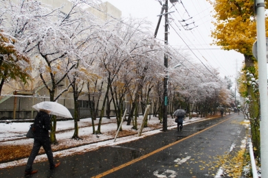 冬の桜2016