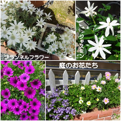 2016　4　庭の花
