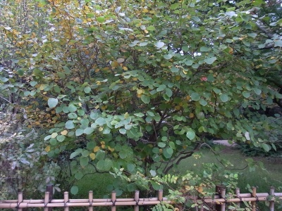 R0023506庭園美術館トサミズキの木の風景_400