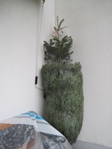 ぐー家のクリスマスツリーは おドイツの風習に従って買って来てもすぐにはお飾りせず、
