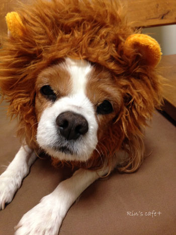 キャバリア Rin S Cafe アマゾンプライムのライオン犬