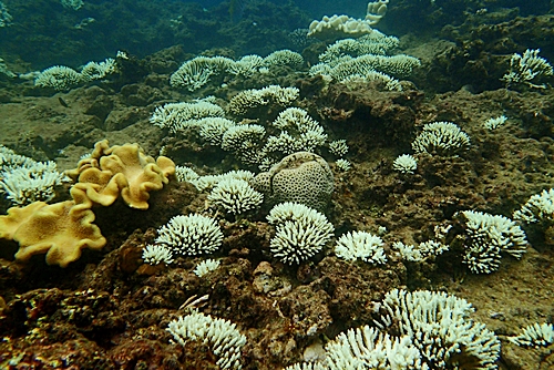 16-09-05-coral-sando1.jpg