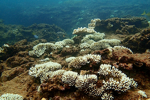 16-09-05-coral-sango2.jpg