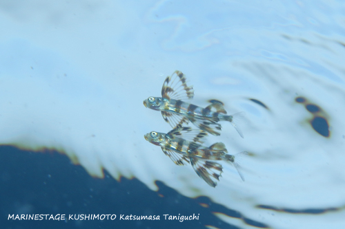 串本　ツクシトビウオの幼魚