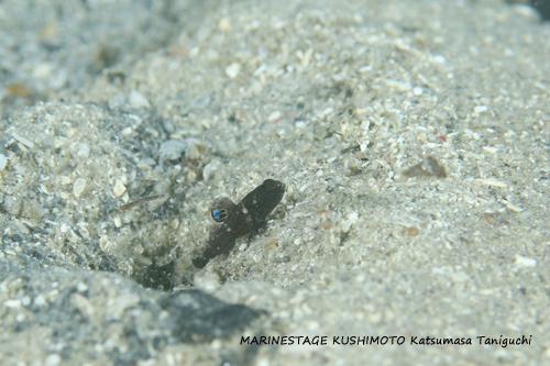 串本　カスリハゼの極小幼魚