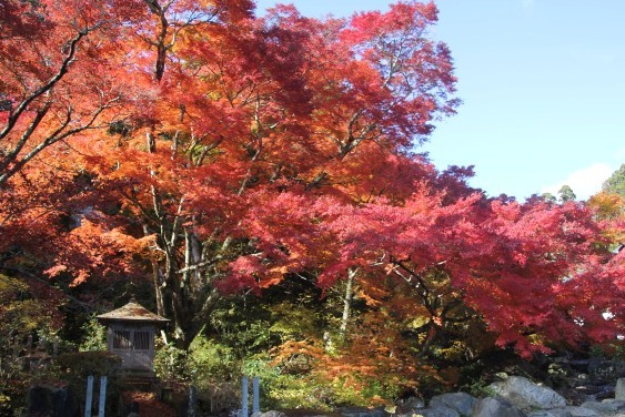 宝蔵寺の楓