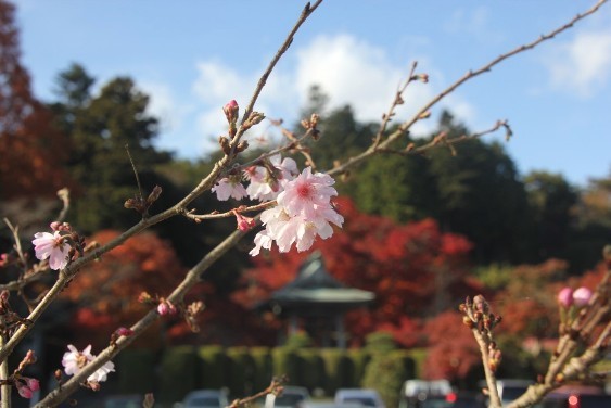 寒桜と宝蔵寺