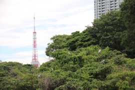 東京タワーと野鳥の住処０２