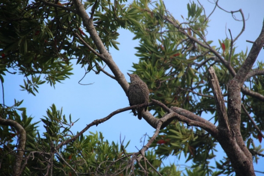 沖縄でよくみた野鳥０７