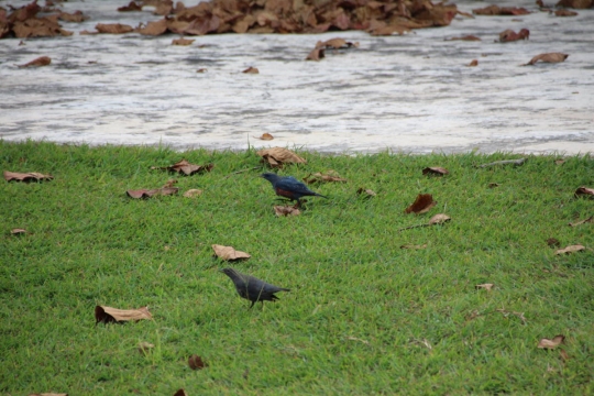沖縄でよくみた野鳥１０