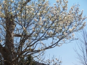 トリムの森ーコブシの木