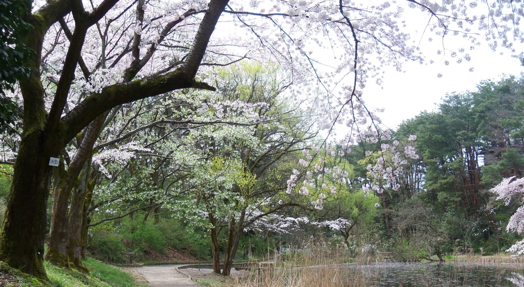 じゅんさい池公園の桜