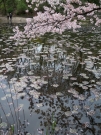 じゅんさい池公園の池に映る桜