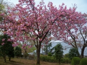 八重桜（関山）-3