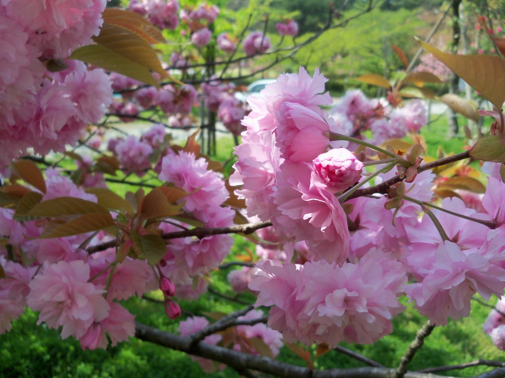 八重桜（関山）ー2