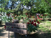 薔薇（寺尾中央公園のバラ園ーⅡ）ー2