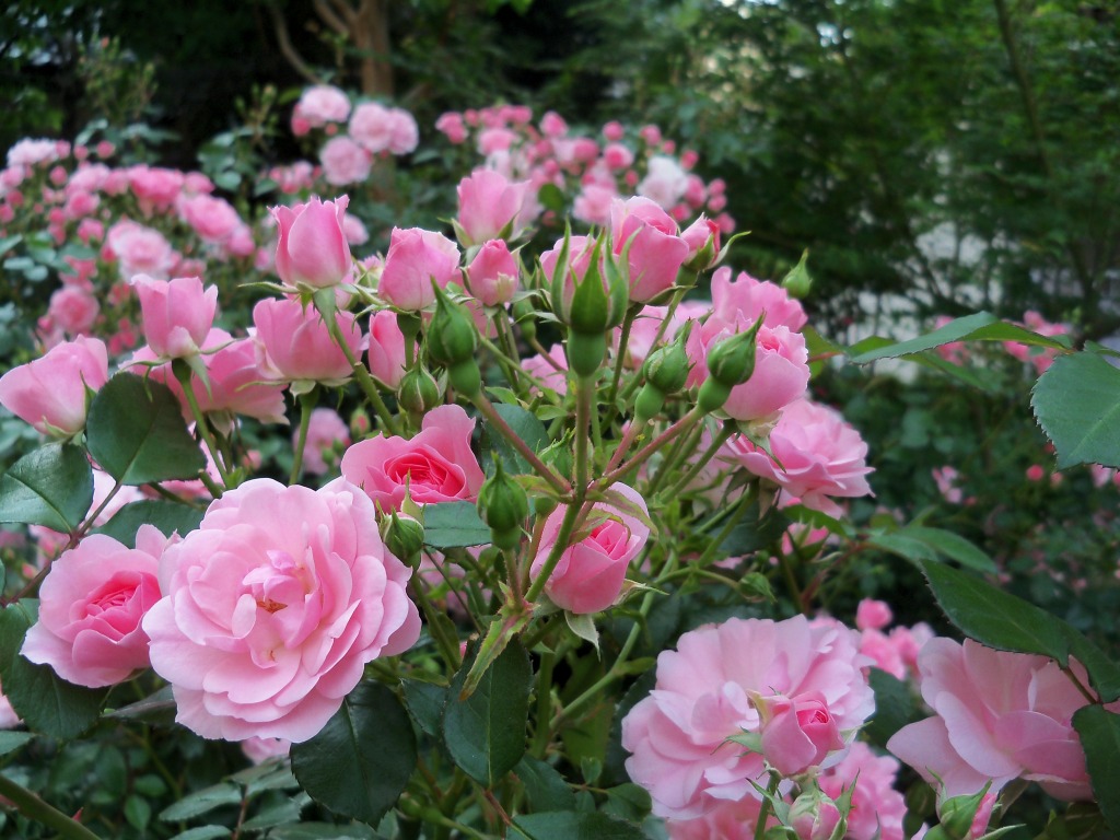 オギノ公園のバラ