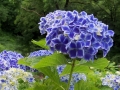 護摩堂山の紫陽花-9-1
