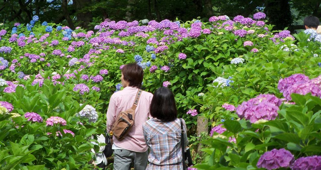 護摩堂山の紫陽花-横長002