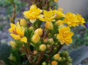 黄色の花-0