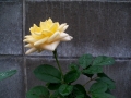 バラ（黄色）-1