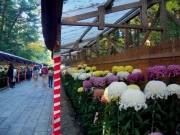 弥彦神社の菊祭り-1