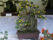 弥彦神社の菊祭り-8
