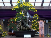 弥彦神社の菊祭り（農林水産大臣賞）