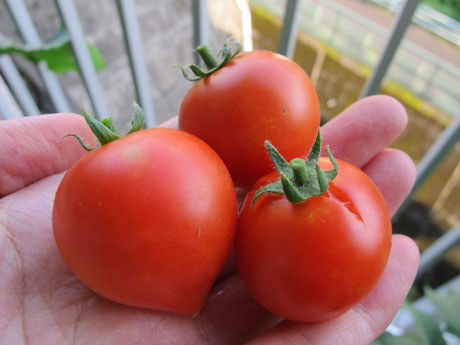 園芸でちょこっと科学 冬越しのトマト フーミンさんの実験