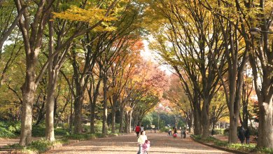 駒沢公園の黄葉